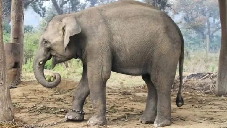 Elephant Herd Kills Family Members as Mining Disruptions Push Wildlife into Jharkhand Villages